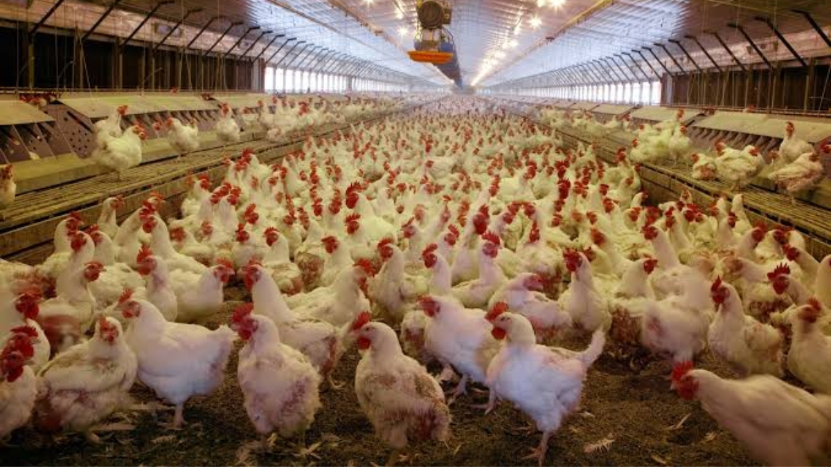 How a Fuel Policy and a Weak Monsoon Are Affecting Your Chicken Prices
