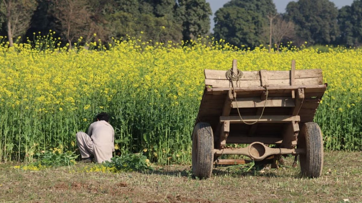 Can More Mustard Farming Help India Depend Less on Imported Cooking Oil?